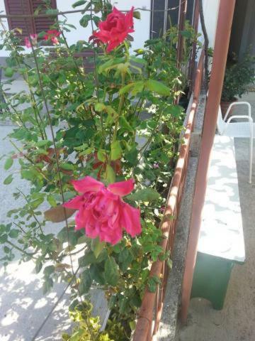 Apartamento Pavlinovic Jure Makarska Exterior foto